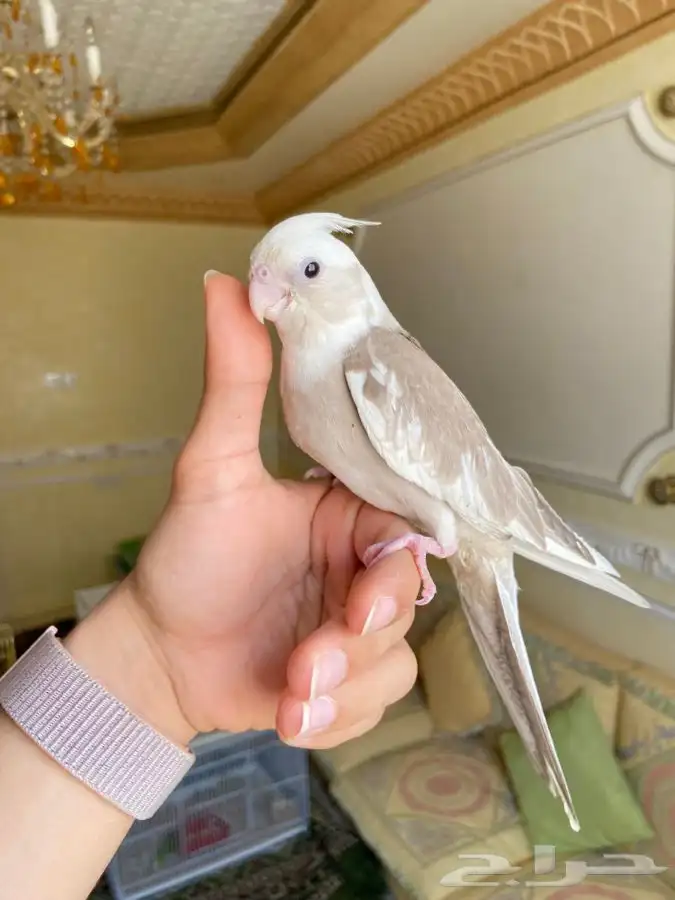 فرخ كروان كوكتيل اليف وهدد نشبه 4