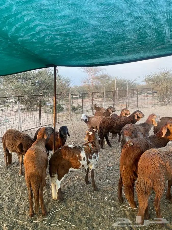 سواكن ذبايح مربى شحم 4