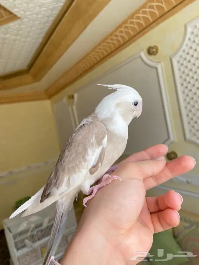 فرخ كروان كوكتيل اليف وهدد نشبه 9