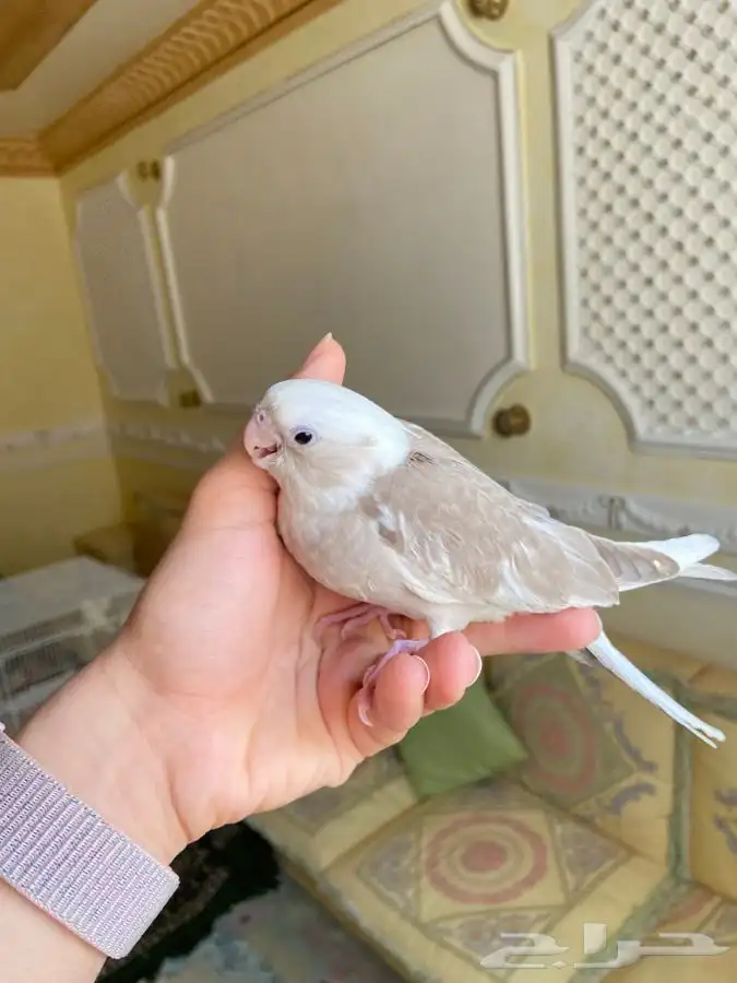 فرخ كروان كوكتيل اليف وهدد نشبه 2