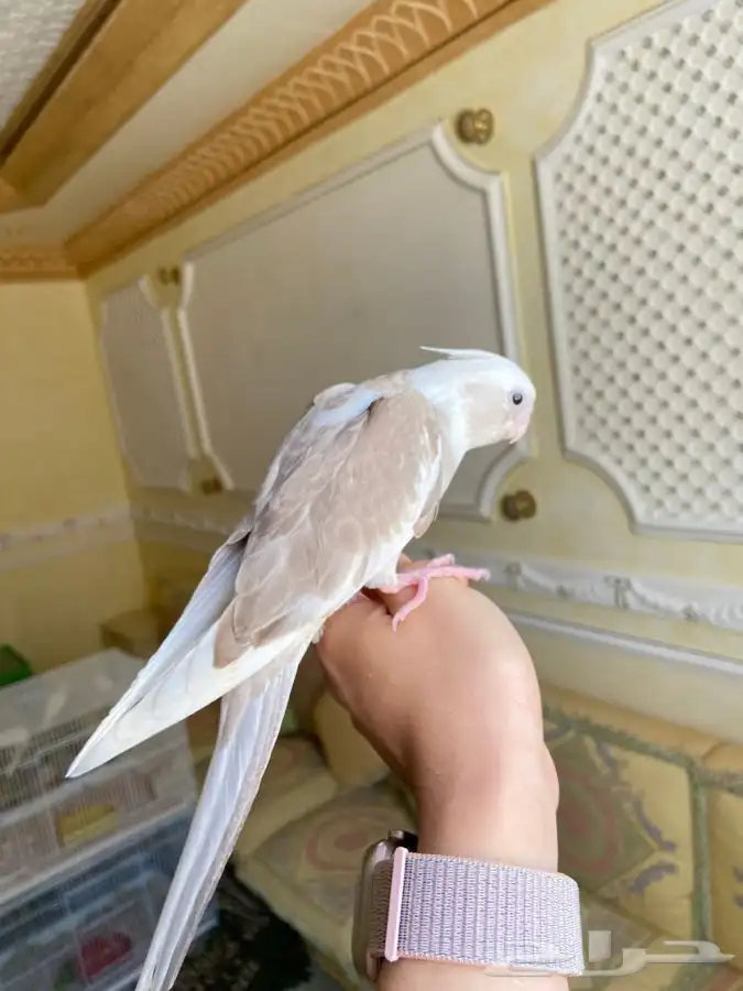 فرخ كروان كوكتيل اليف وهدد نشبه 3