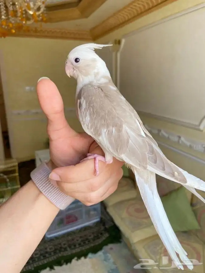 فرخ كروان كوكتيل اليف وهدد نشبه 7