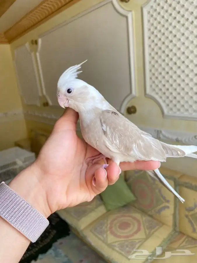 فرخ كروان كوكتيل اليف وهدد نشبه 5