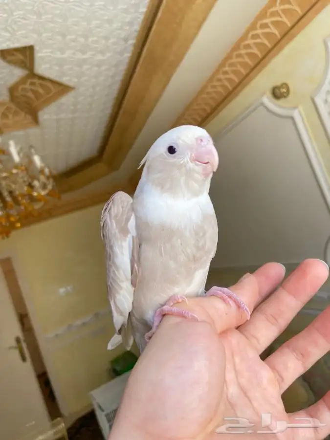 فرخ كروان كوكتيل اليف وهدد نشبه 12