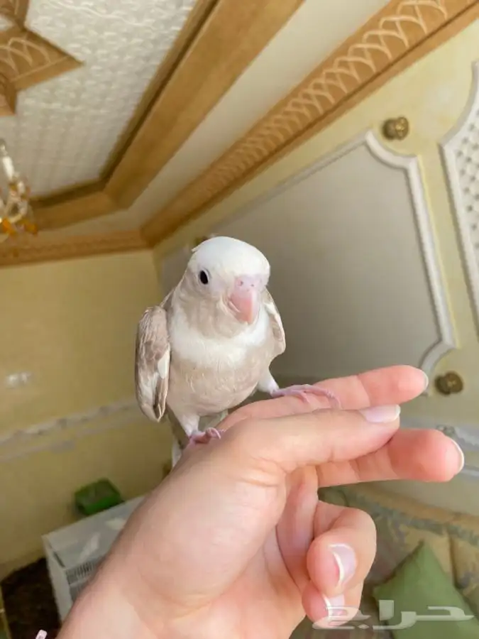 فرخ كروان كوكتيل اليف وهدد نشبه 10