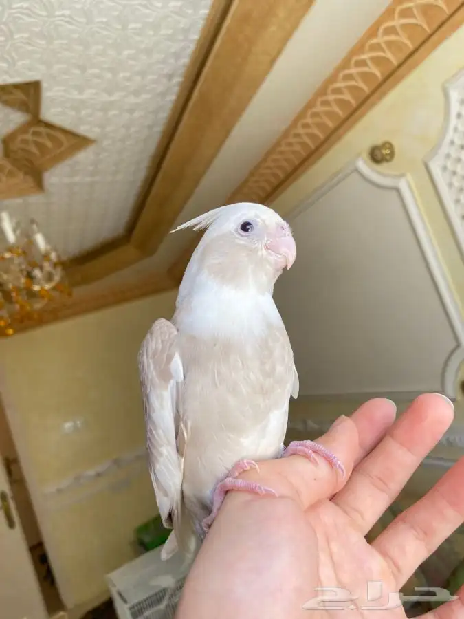 فرخ كروان كوكتيل اليف وهدد نشبه 0