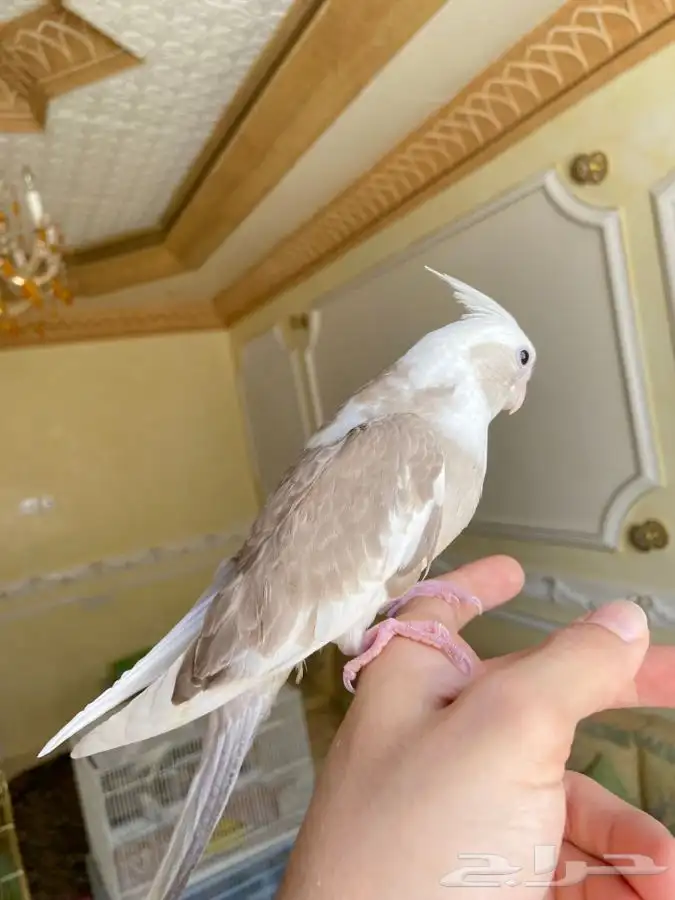 فرخ كروان كوكتيل اليف وهدد نشبه 8