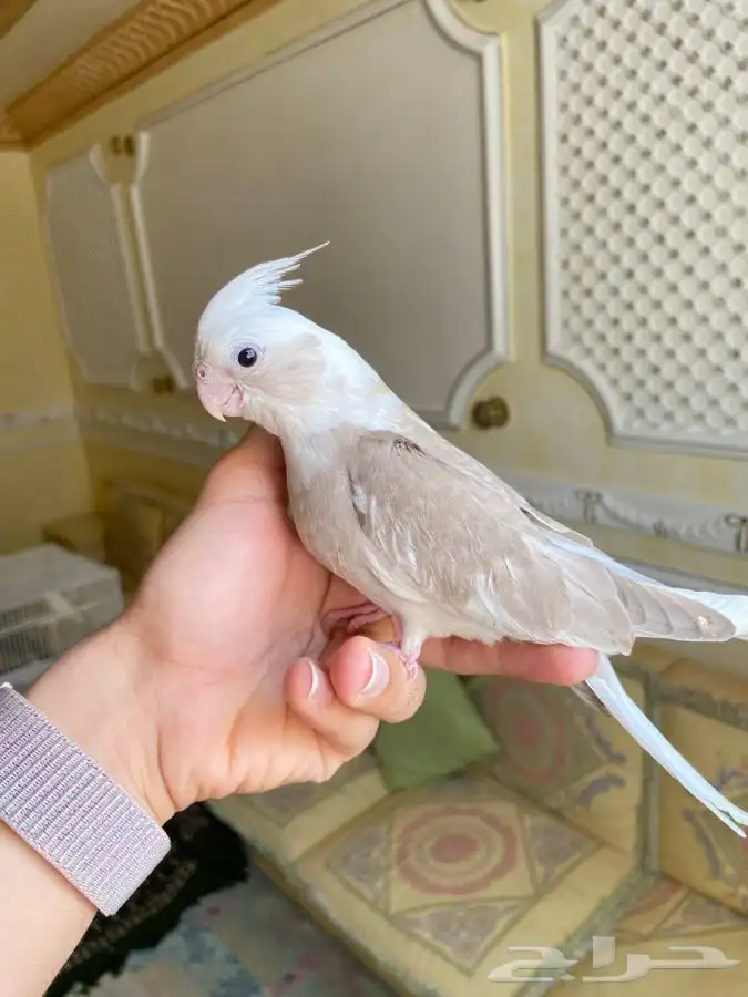 فرخ كروان كوكتيل اليف وهدد نشبه 6