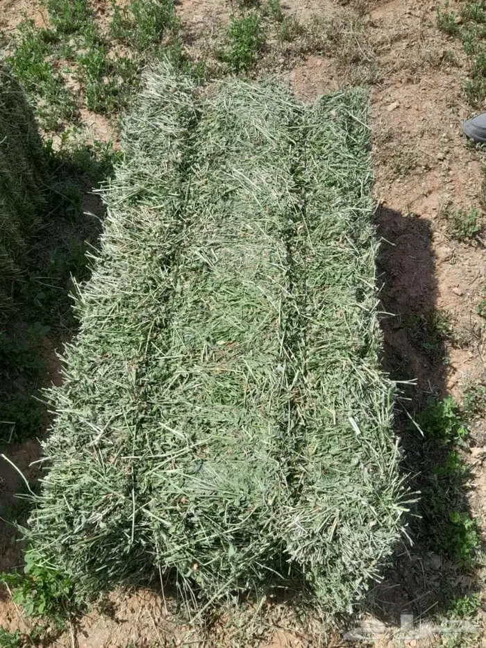 برسيم للبيع بمنطقة الحمادة غرب المجمعة 0