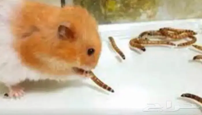 دود عتل Superworm للبيع لتغذية الطيور والزواحف 1