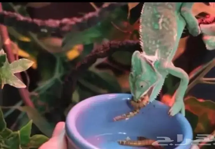 دود عتل Superworm للبيع لتغذية الطيور والزواحف 5