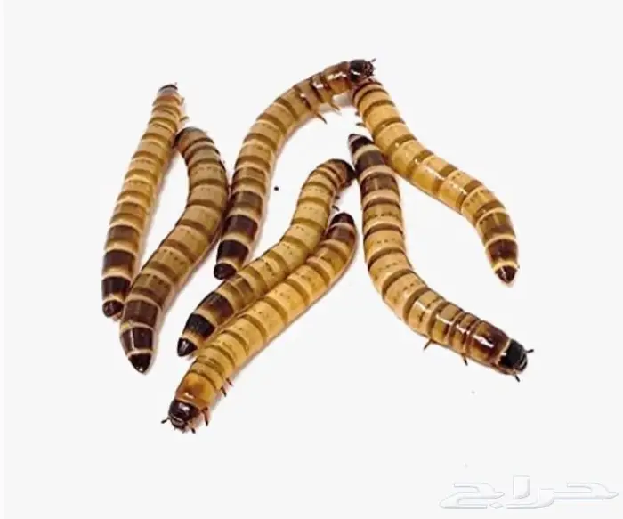 دود عتل Superworm للبيع لتغذية الطيور والزواحف 0
