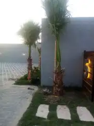 زراعه نخيل 1