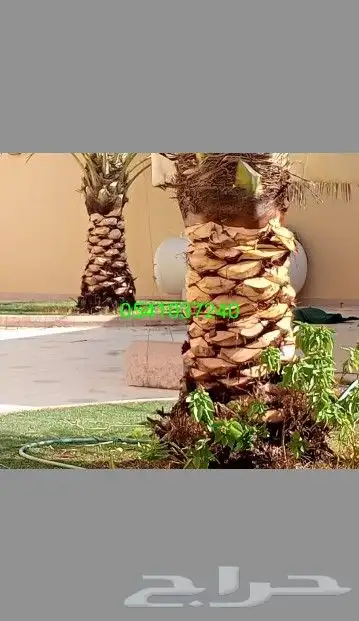 تكريب النخيل 0