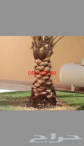 تكريب النخيل 21