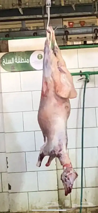 ذبايح عرعر-خرفان-فطايم-هرافي 19