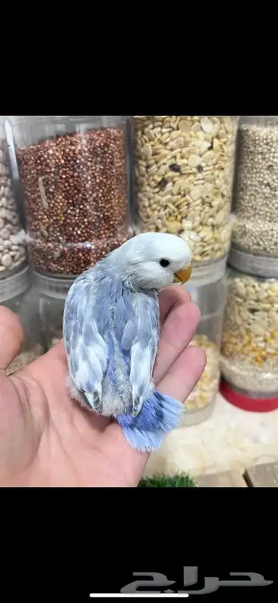 للبيع جوز روز منتج 5