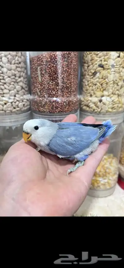 للبيع جوز روز منتج 4
