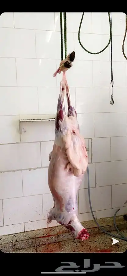 ذبايح مع خدمة الذبح والتوصيل 1