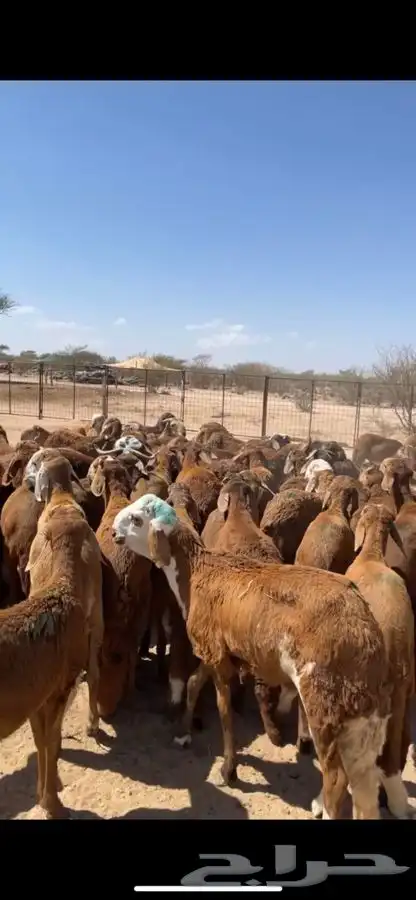 سواكن ذبايح مربى شحم 5