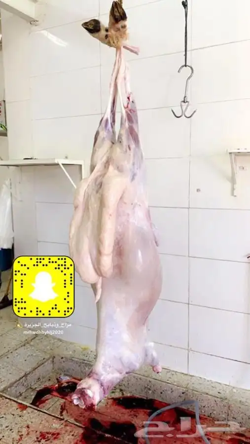 ذبايح مع خدمة الذبح والتوصيل 2