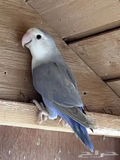 انثى روز جاهزه للانتاج 2