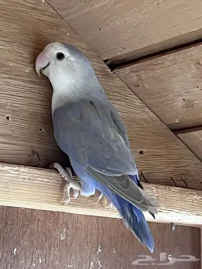 انثى روز جاهزه للانتاج 0