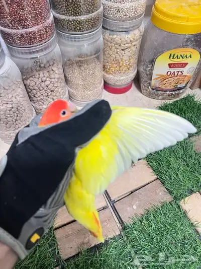 روز اوبلاين رد فيس 1
