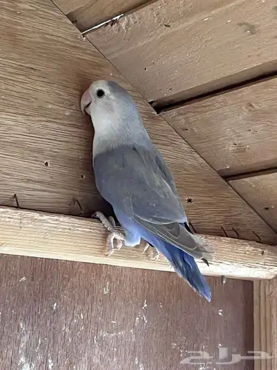 انثى روز جاهزه للانتاج 3