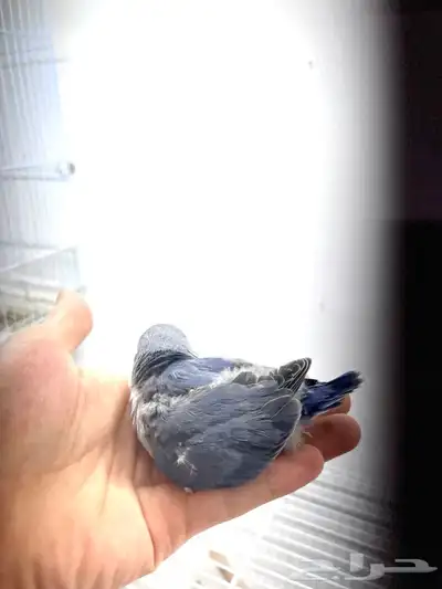 للبيع جوز روز منتج 3