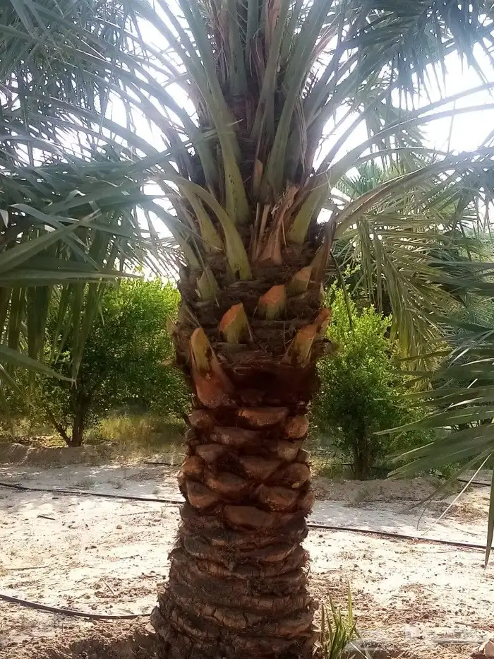زراعه نخيل 3