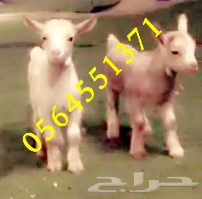 جوز ماعز قزم عمر اسبوعين جاهز لتربيه في المنزل 0