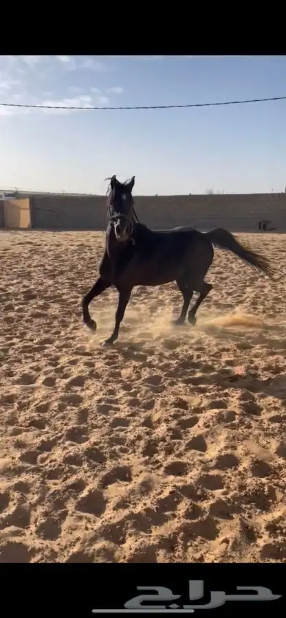 عيش تجربة ركوب الخيل واستمتع واكسر حاجز الخوف 8