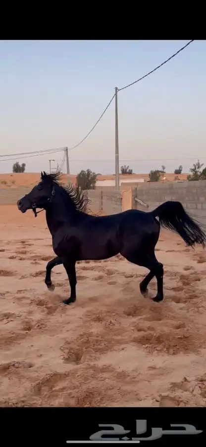 عيش تجربة ركوب الخيل واستمتع واكسر حاجز الخوف 3