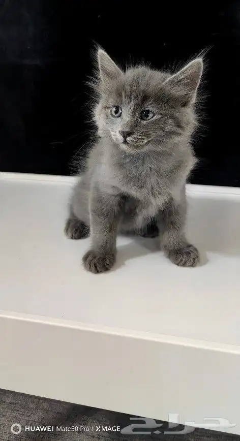 تم البيع. قطط القط البريطاني الأزرق cat 8