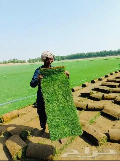 ثيل طبيعي c2000 1