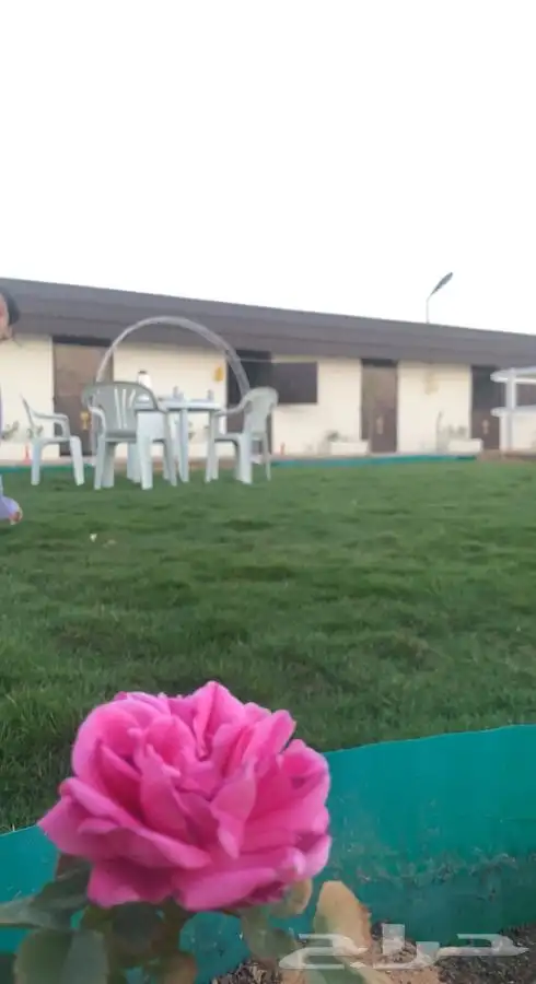 مربط ومنتجع اصالة نجد ( ديراب ) 5