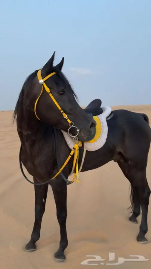 عيش تجربة ركوب الخيل واستمتع واكسر حاجز الخوف 0
