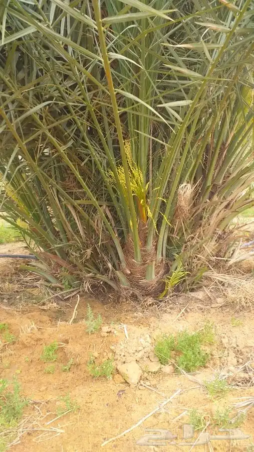 صقعي ومجدول وجميع انواع النخيل 4