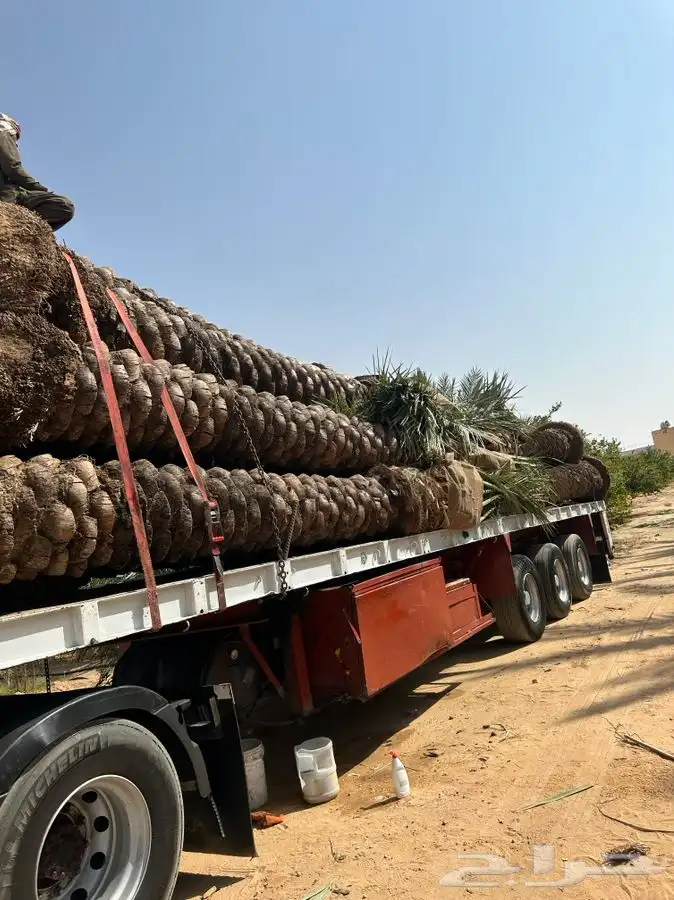 توريد نخل الى قطر والبحرين والكويت ومصر 4