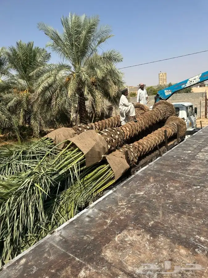 توريد نخل الى قطر والبحرين والكويت ومصر 6