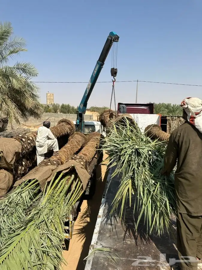 توريد نخل الى قطر والبحرين والكويت ومصر 1