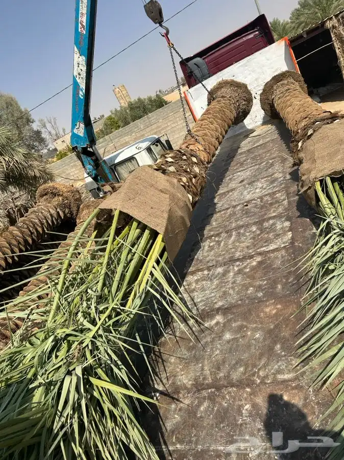 توريد نخل الى قطر والبحرين والكويت ومصر 0