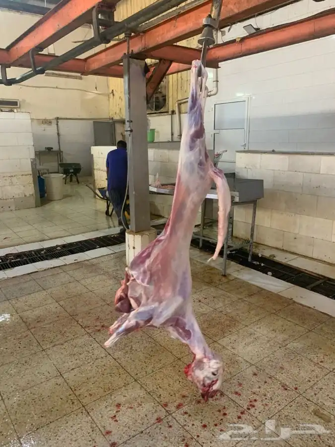 ذبايح سواكني نظيفه وتربايه ومقفله وشي فاخر من الاخر 2