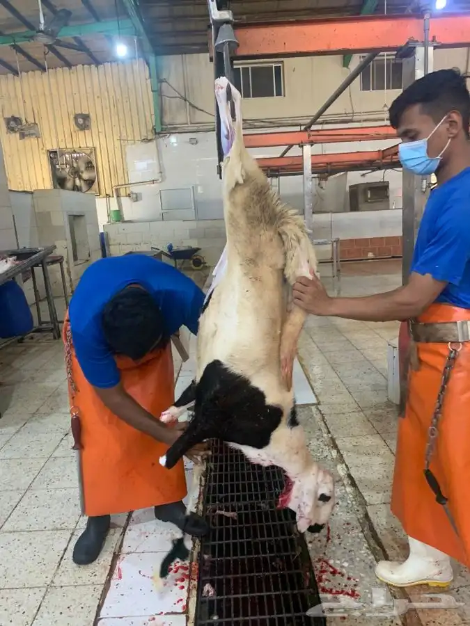 ذبايح سواكني نظيفه وتربايه ومقفله وشي فاخر من الاخر 0