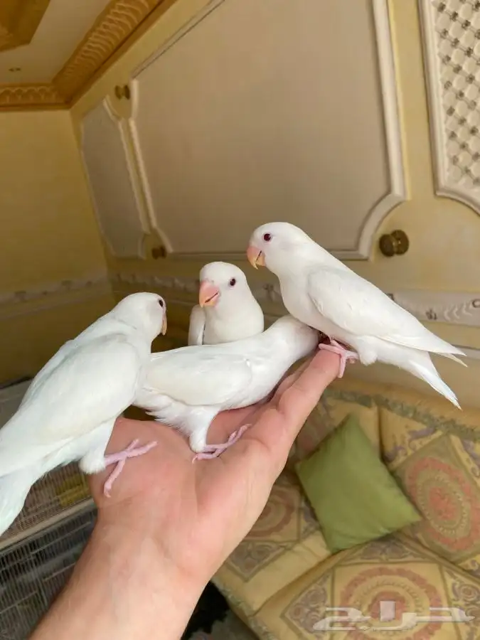 فروخ روز اليفه وهدد 2