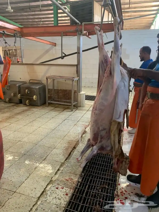 ذبايح سواكني نظيفه وتربايه ومقفله وشي فاخر من الاخر 4