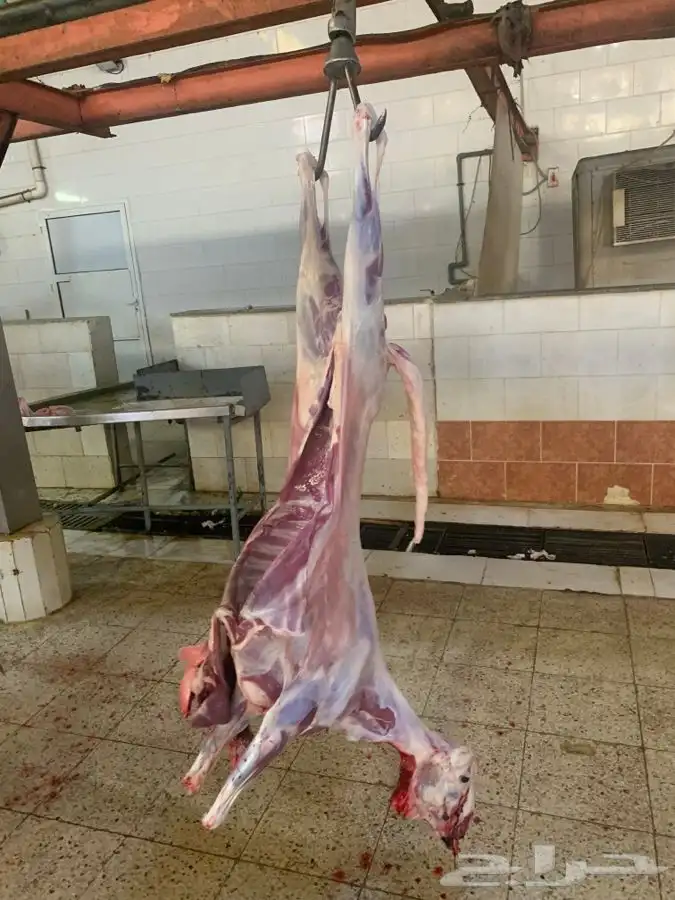 ذبايح سواكني نظيفه وتربايه ومقفله وشي فاخر من الاخر 1