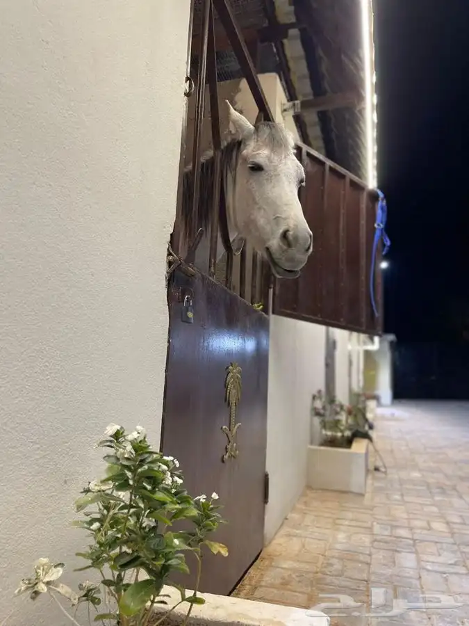 مربط ومنتجع اصالة نجد ( ديراب ) 3