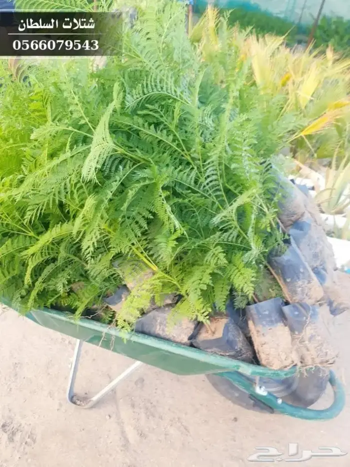 شتلات زراعية العلا . العرض الأقوى 49